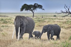 South Africa wages war against Wildlife Trafficking